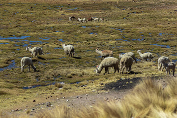 Obraz premium Alpacas grazing across the highland plains near Salinas and Aguada Blanca, Peru