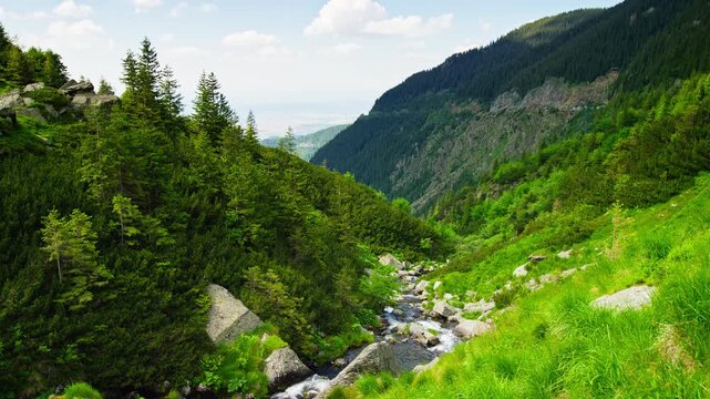 Mountain Stream Flowing Through Lush Carpathian Forest