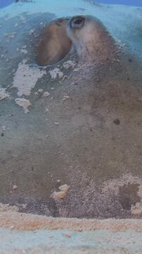 Close underwater view shows a southern stingray resting flat on sand near C-56 Juan Escutia wreck in Puerto Morelos, Quintana Roo, Mexico.