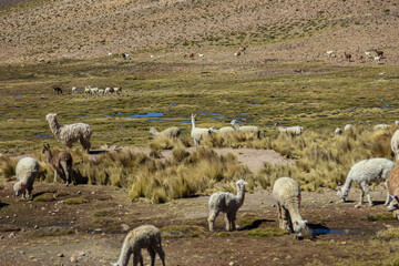 Obraz premium Alpacas grazing across the highland plains near Salinas and Aguada Blanca, Peru