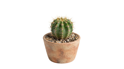 Round green cactus plant growing inside small rustic clay pot isolated against plain white background area © PixelAura