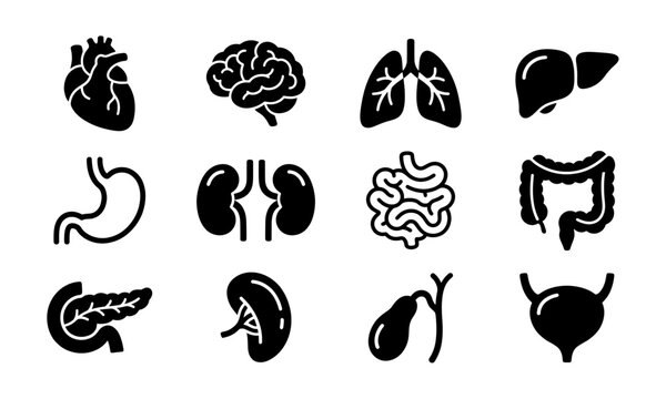 Human internal organs icon set, 12 black solid medical anatomy symbols, healthcare and biology vector illustration for infographics