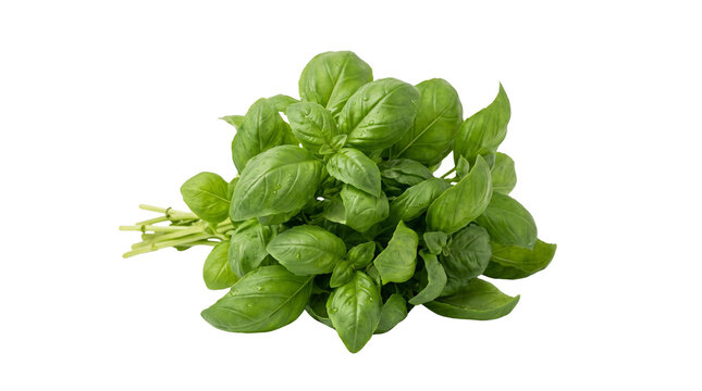 Fresh vibrant green basil leaves bundled together isolated on a clean white professional studio background