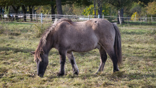 Ein mausgraues Pferd mit kr&auml;ftigem K&ouml;rperbau auf der Weide