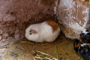 Naklejka premium The guinea pig (Cavia porcellus), also known as a cavia or “conejillo de Indias,” is a rodent native to the Andes mountain range in South America.