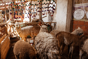 Naklejka premium Alpacas in a textile craft shop, Chincheros in Cusco
