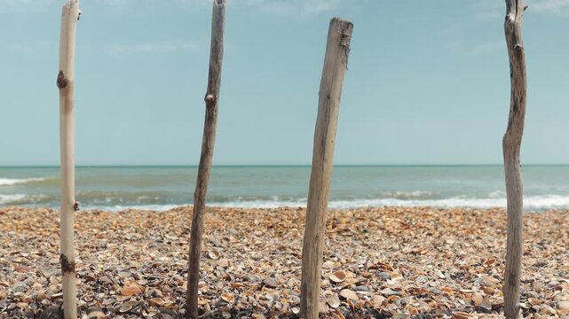 A collection of sticks and branches protruding from the sandy beach, perfect for using as props or adding texture to your design