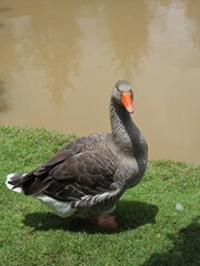 goose on the lake © nmswn