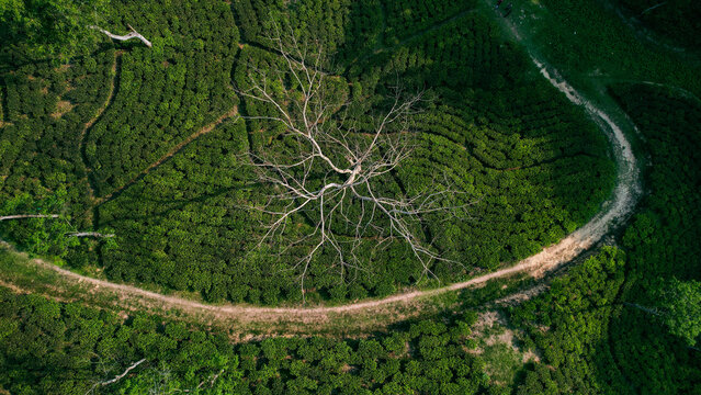 Aerial view of a large bare tree standing in the middle of a lush green tea garden with a winding dirt path in Moulvi Bazar District, Sylhet Division, Bangladesh.