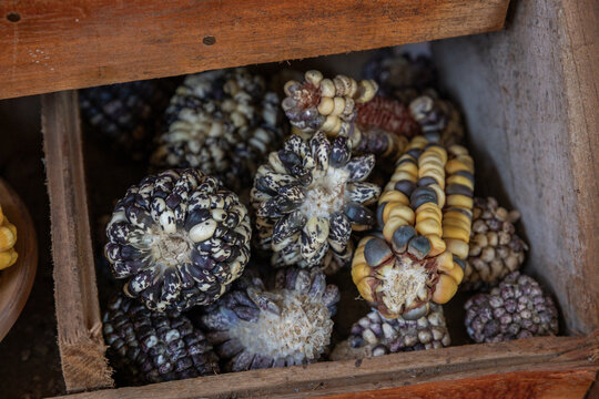 Different varieties of corn, native potatoes, chu&ntilde;o, from the Peruvian Andes