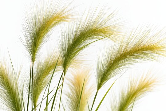 Single stem of ornamental grass with seed heads captured in studio lighting for decor design