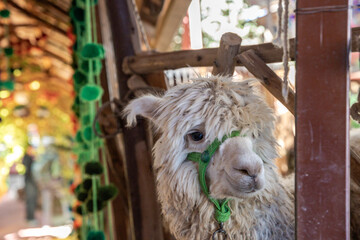 Naklejka premium Alpacas in a textile craft shop, Chincheros in Cusco