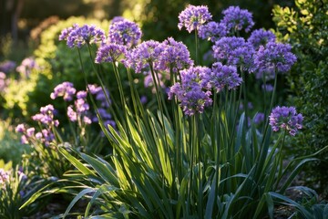 Obraz premium Society garlic in a sunlit garden border with purple flower clusters and long green leaves