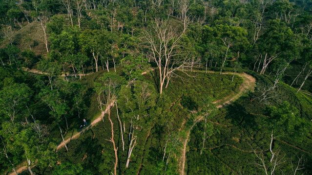 Aerial view of the lush green tea gardens in Sreemangal with winding dirt paths and tall trees in Moulvi Bazar District, Sylhet Division, Bangladesh.