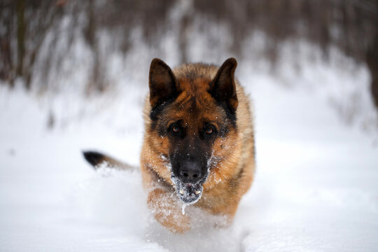 German Shepherd dog running through deep snow towards camera during winter training session
