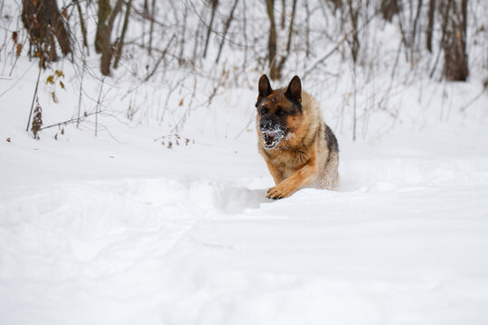 German Shepherd dog running full speed through snowy winter forest during outdoor exercise