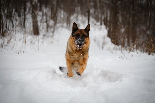 German Shepherd dog sprinting across snowy path in winter forest towards camera