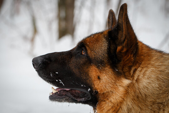German Shepherd dog in profile listening attentively to owner command outdoors in winter