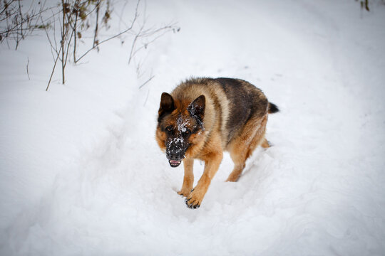 German Shepherd dog charging through snow towards camera, aggressive attack like appearance