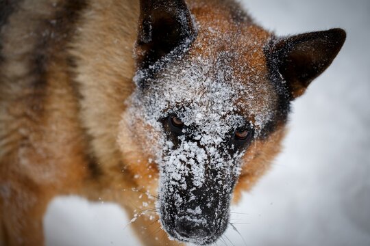 German Shepherd dog closeup portrait with snow covered muzzle looking fierce and intimidating