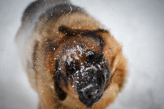 German Shepherd dog shaking snow off head with drool flying in winter forest