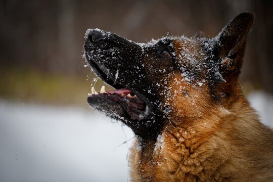 German Shepherd dog listening attentively to owner command in winter forest, mouth open