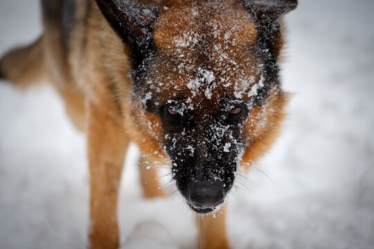 German Shepherd dog closeup portrait with drooling mouth looking dangerous and frightening