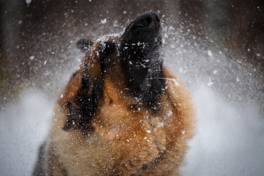 German Shepherd dog shaking off snow with saliva droplets flying in mid motion