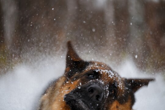 German Shepherd dog shaking off snow, drool flying, captured in blurred dynamic motion