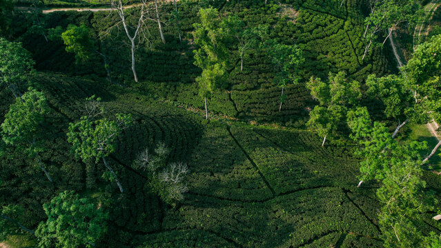 Aerial view of Sreemangal Tea Garden featuring lush green tea bushes in rows, scattered tall trees, and winding dirt paths in Moulvi Bazar District, Sylhet Division, Bangladesh.
