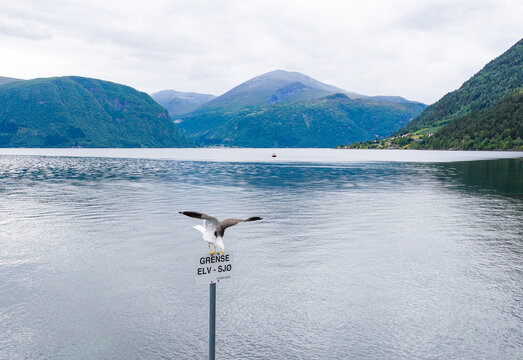 Aerial view of a seagull perched on a sign in the Valldal fjord, surrounded by mountains and calm water in Sylte, More og Romsdal, Norway.