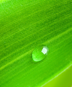 Scene featuring green leaf with water droplet macro