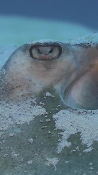 Detailed underwater view focuses on the eye and spiracle of a southern stingray resting partly buried in sand near C-56 Juan Escutia, Puerto Morelos, Quintana Roo, Mexico.
