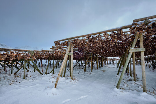 Drying flakes for stockfish cod fish heads in winter. Sakrisoy coastal fishing village, Lofoten islands, Norway