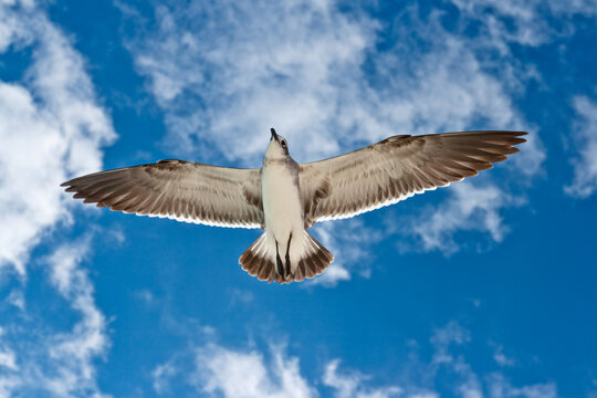 A seagull flying in the air, with sky
