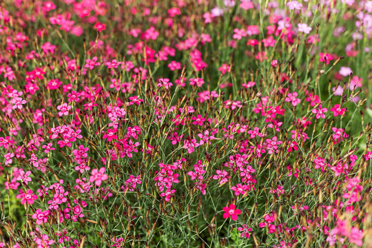 Densely blooming pink Dianthus deltoides flowers in summer. Beautiful maiden pink floral texture under natural sunlight.