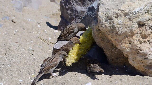 A flock of small sparrows gathers on a sandy shore to eat a cob of corn nestled among large rocks.