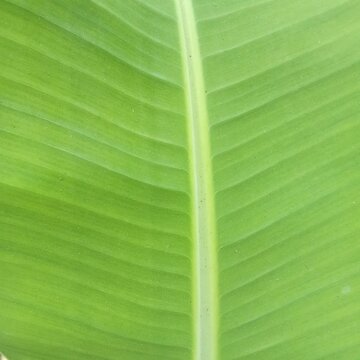 Photo of a young banana leaf with natural color and texture
