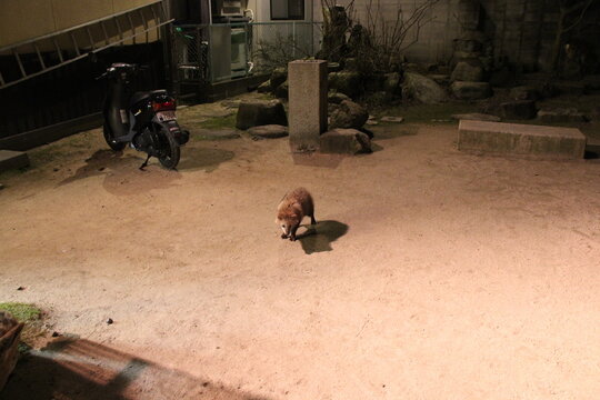 tanuki in a street in miyajima in japan 