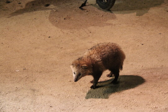 tanuki in a street in miyajima in japan 