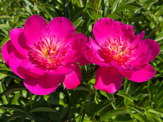Pink peonies flowers beautiful paeonia. © OLENA LIALINA