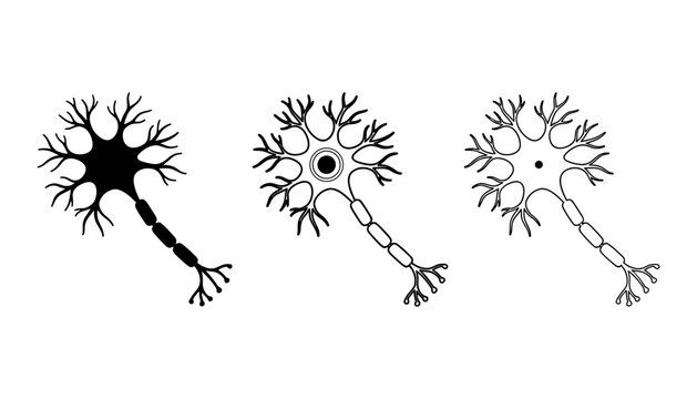 Set of three neurons with different levels of detail