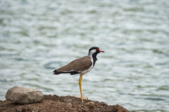 Red-wattled lapwing standing on a rocky hillside in India,