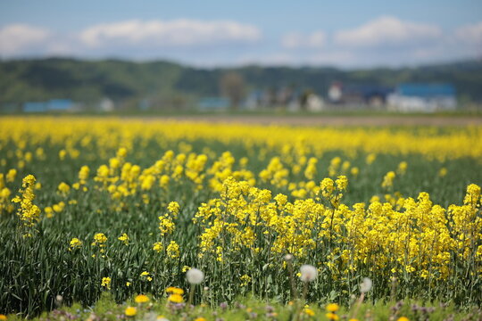 別の作物が植えられている畑の中で花を咲かせていた菜の花