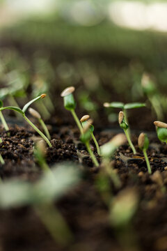 Emerging Seedlings with Seed Coats in Fertile Soil