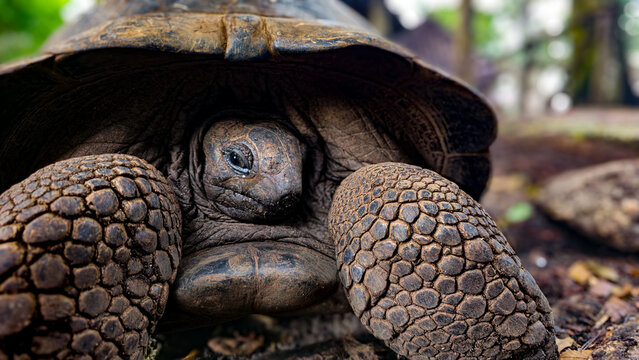 Close-up portrait of an Aldabra giant tortoise photographed in soft natural daylight on Prison Island, Zanzibar, Tanzania. The diffused light reveals the detailed textures of its face, shell and power