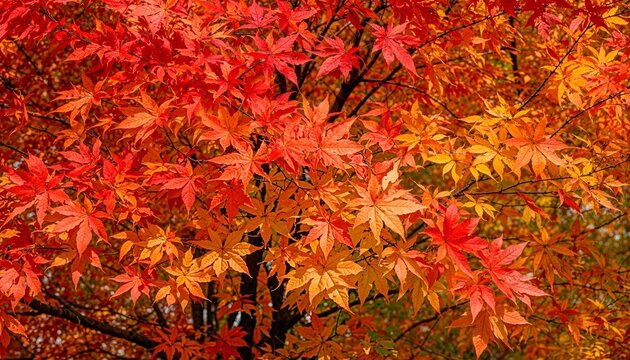 Close up view of red and orange japanese maple leaves with colorful, branches