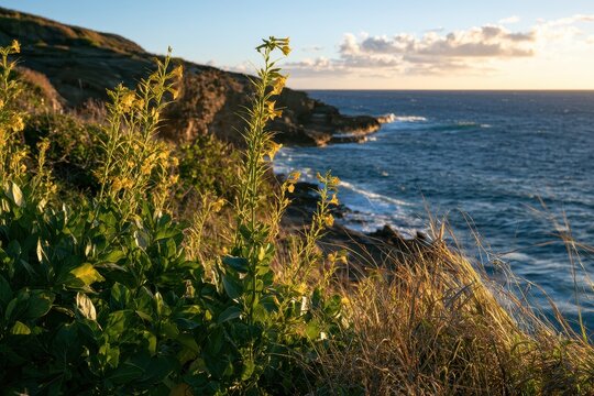 Wild tobacco plants on a tropical cliffside path with ocean view in Hawaii