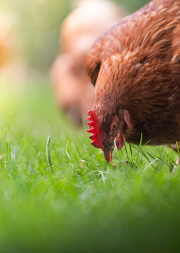 Brown Hen Foraging in Green Grass in the Garden