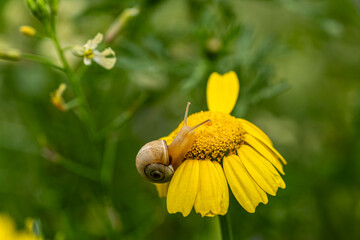Snail Crawling on a Yellow Daisy Flower. Close Up of a Snail on a Blooming Daisy. Small Snail Resting on a Bright Yellow Daisy. © onderortel